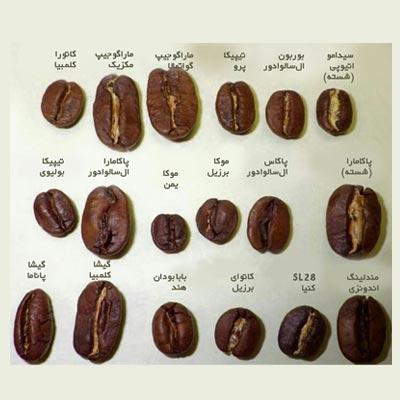 انواع دانه قهوه